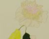 Verdwenen bloem met citroen 50x65 cm 2015