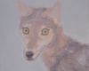Kop van een wolf 36x42 cm 2010